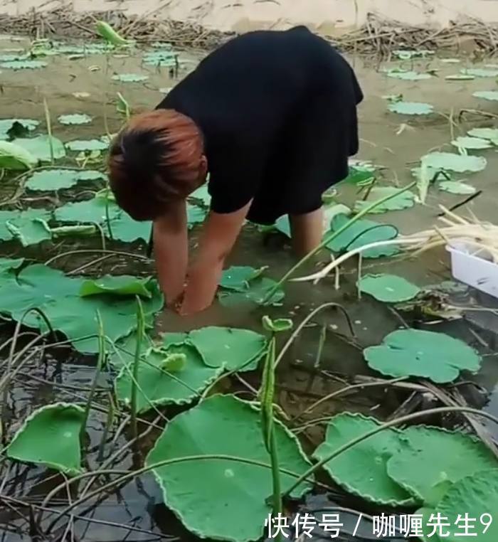 城里卖十几块钱一斤的“它”,在农村农民想吃就去挖!