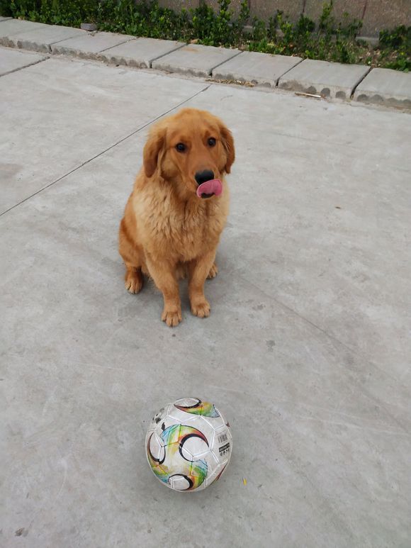 金毛你玩个球儿?还想学踢球,做好你狗狗职责就