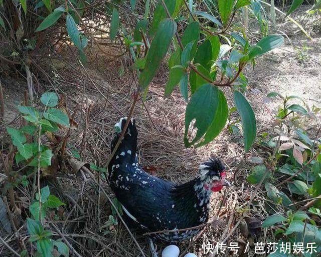 白领创业养鸡亏50万重找工作,老司机指出他错