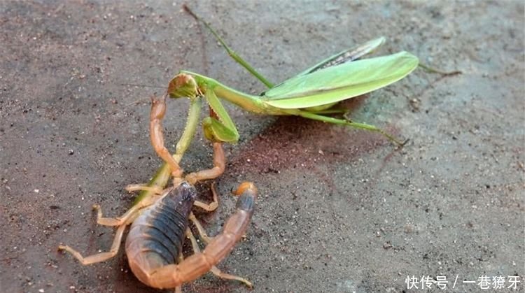 小伙户外徒步,无意发现螳螂大战毒蝎,结局却让