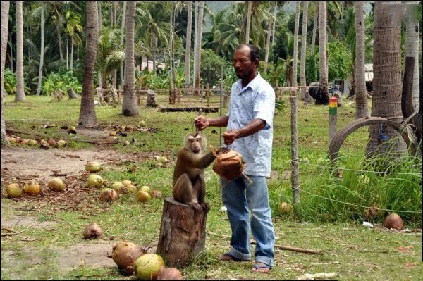 中年男子强迫猴子每天摘300个椰子,因不堪被虐