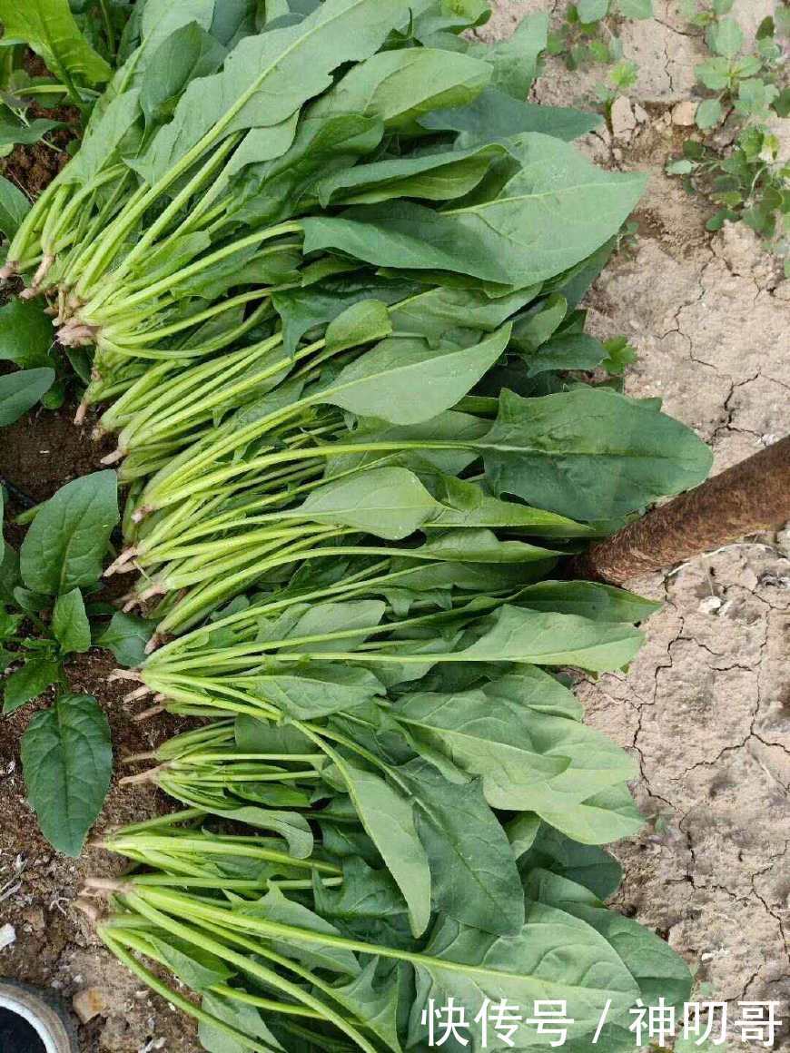 大学生带领农村贫困户开垦荒地,种植有机蔬菜