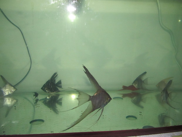 第一次养燕子鱼(神仙)裸缸1米*35*50cm不知道能养多少