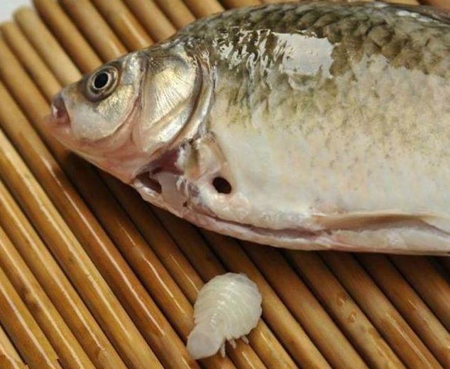 老汉买回梅花鳞大鱼打算做菜,剥开鱼肚子后吓