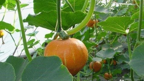 可以杀死癌细胞的蔬菜