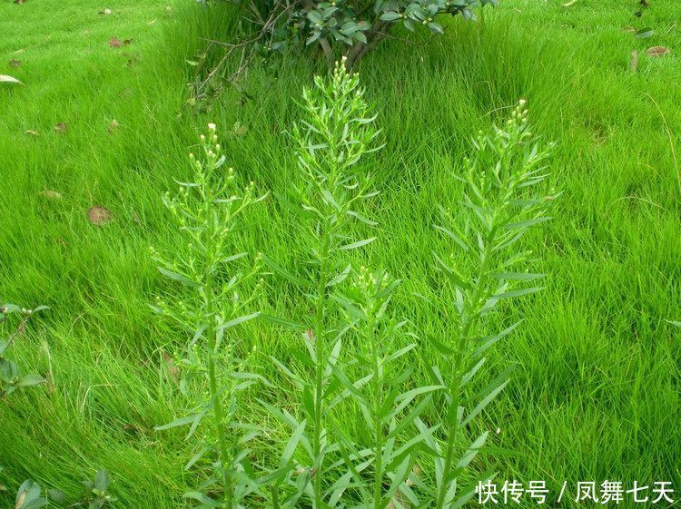 它在国外“恶贯满盈”,入侵我国后,如今却有人靠它发财