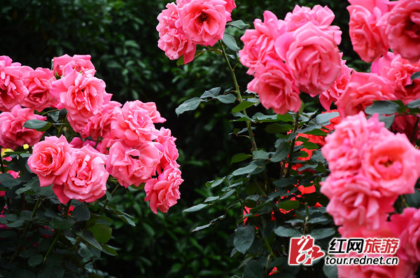 5·1出游计 | 长沙，有条飘满彩色香气的玫瑰花径