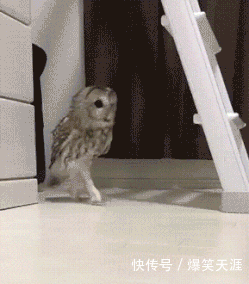 搞笑GIF:媳妇儿,你出来吧,他都交待了! 搞笑GIF:媳妇儿,你出来吧,他都交待了!