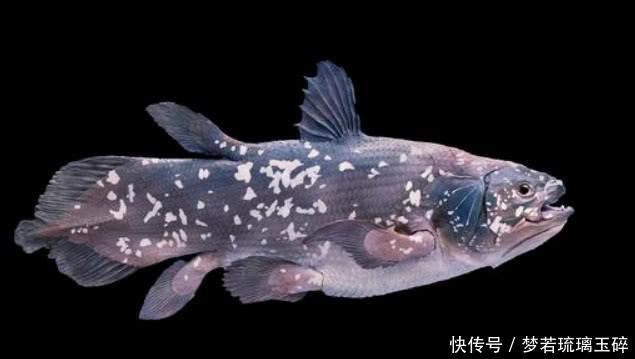 情感测试你认为哪条鱼是画的测他对你是真心还是虚情假意 ag真人试玩进口