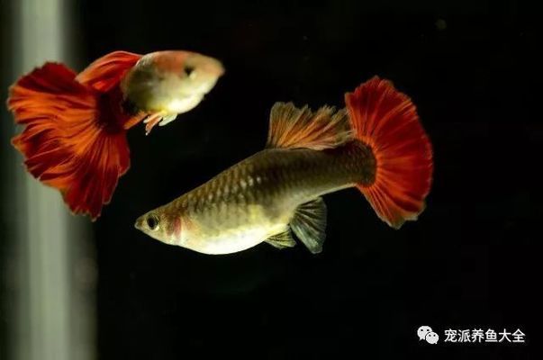 成品魚缸燈改造（成品魚缸燈改造方案）