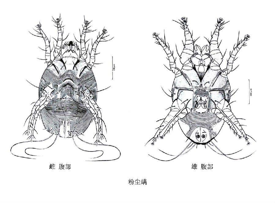 粉尘螨