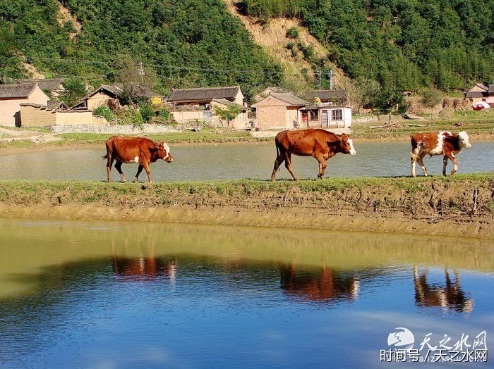 天水市秦州区娘娘坝镇首届乡村文化旅游节隆重开幕