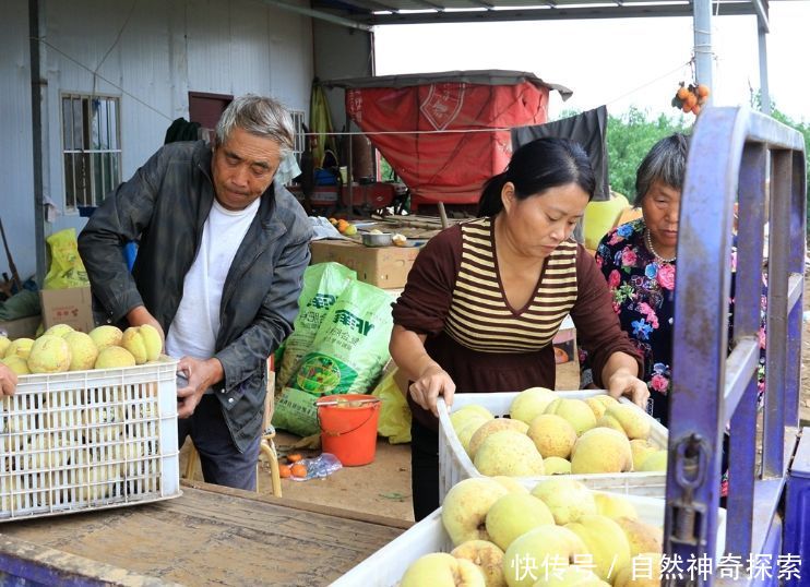 农村老汉养一种鸡，像火凤凰一样，让人难以想像！