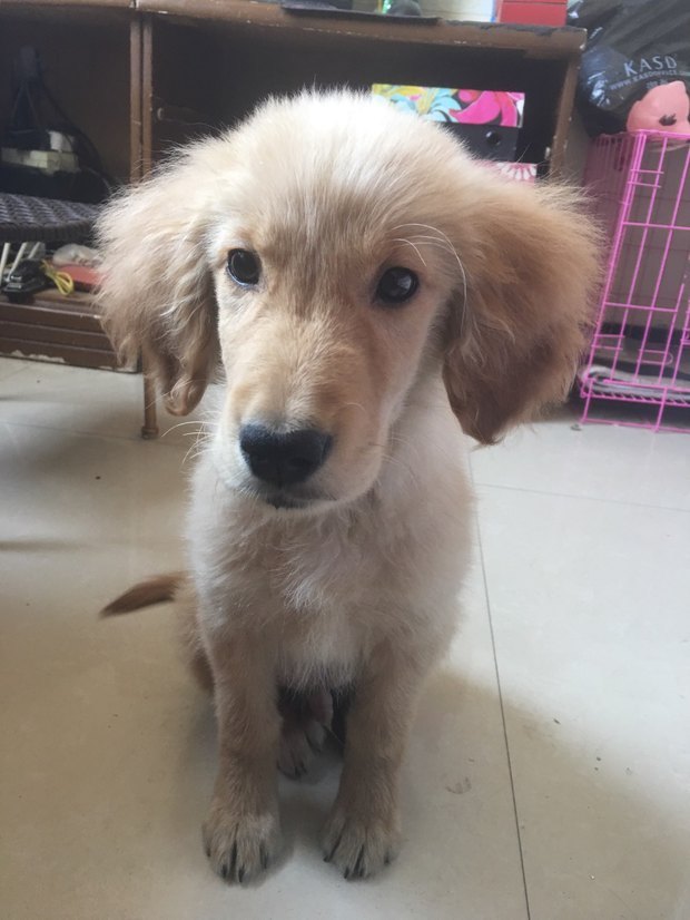 训狗:两个月大的狗狗,如何训练他叼飞盘_360问