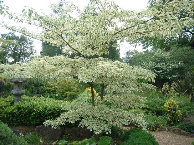 基本介绍 二名法:   cornus controversa hemsl.