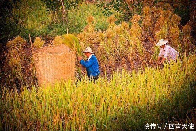 乡村振兴关键在农民、为农民提供4类农业生产服务，最高奖励100万