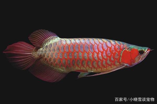 邵陽水族館宅家擼魚 大湖紅龍魚