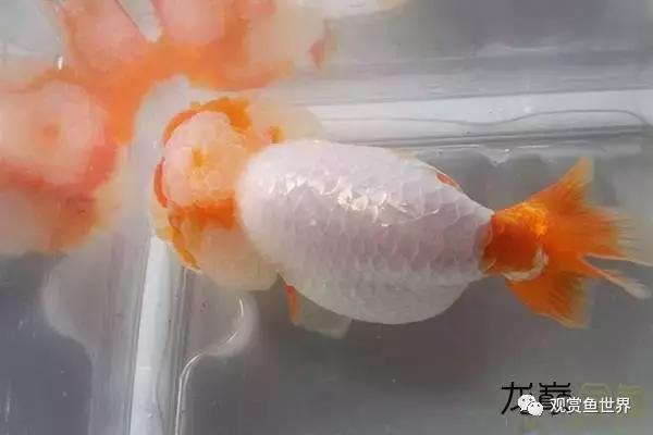 洛陽水族店（洛陽水族店轉(zhuǎn)讓信息） 觀賞魚市場