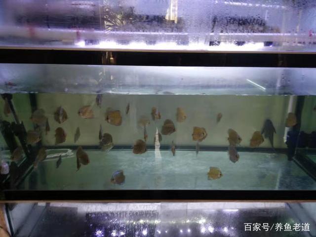 怎樣給熱帶魚缸換水（怎樣給熱帶魚缸換水視頻） 祥龍水族醫(yī)院