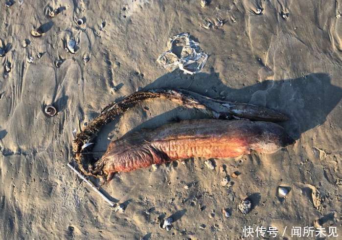 之生物, 到现在还没查清楚是什么物种, 长得古灵精怪