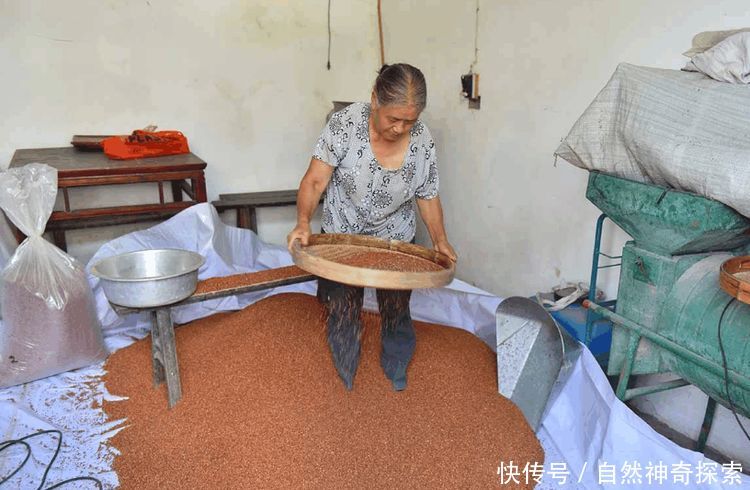 这个地方的农民靠种植一种有机作物，每年就能获得5.4亿元收入