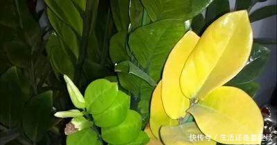 金钱树常年绿油油 再也不叶黄!小方法教你玩!