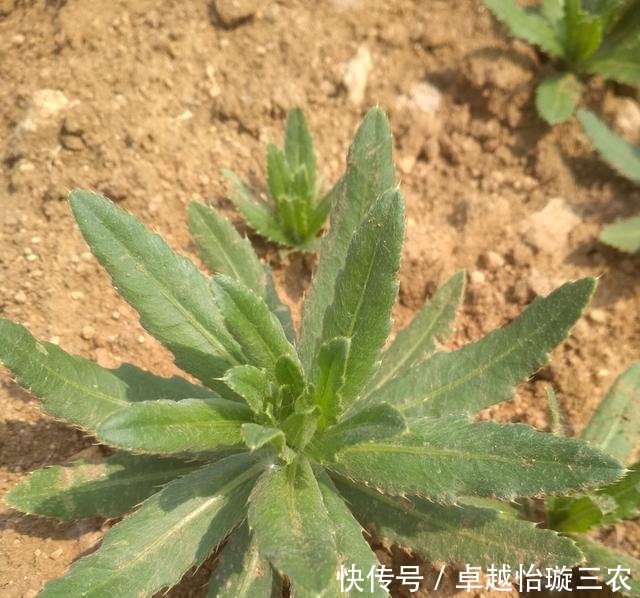 农村一种野草,农民叫它七七菜,它有止血功能