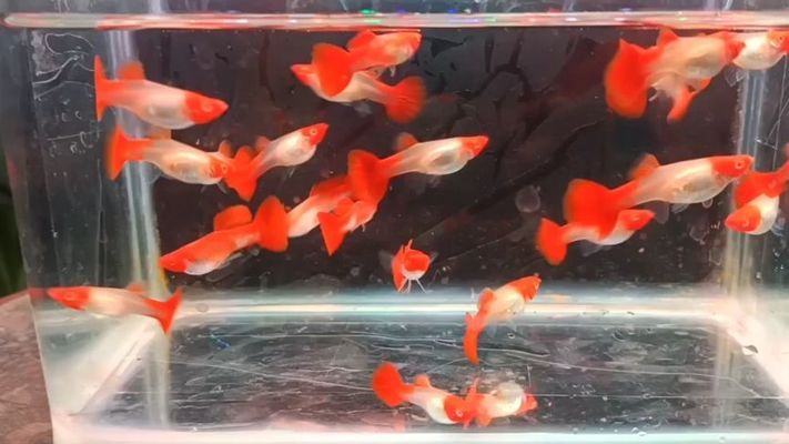 富拉爾基區(qū)新寶利水族館 全國(guó)水族館企業(yè)名錄