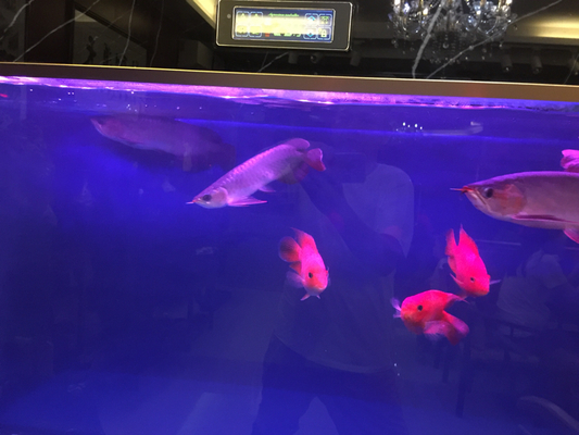 龍魚翻鰓可以喂食嗎：-巴卡雷龍魚-龍魚沉頭能自愈嗎 龍魚百科 第4張