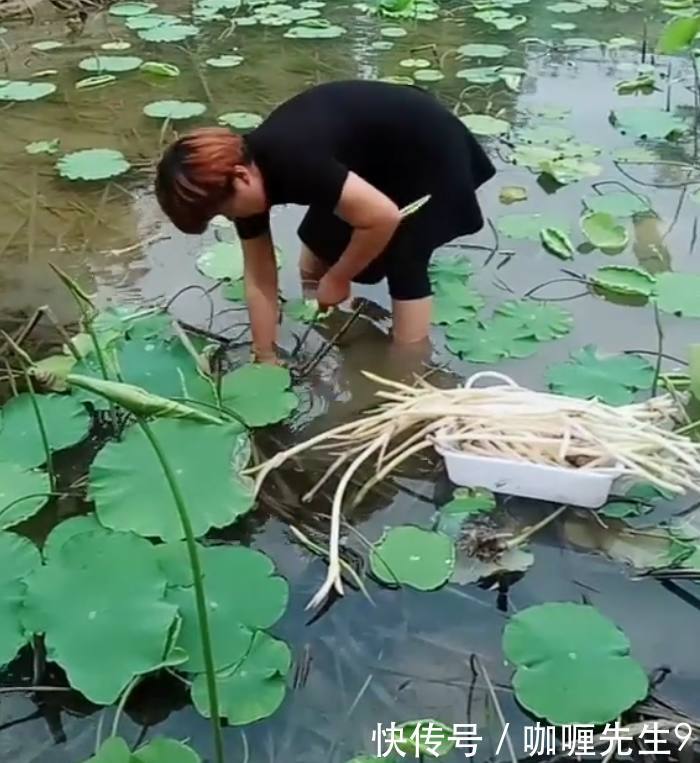 城里卖十几块钱一斤的“它”，在农村农民想吃就去挖！