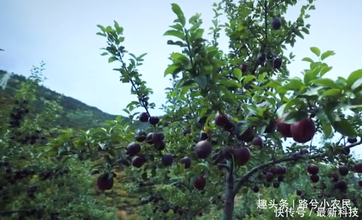 一个苹果卖80块,农村大叔种植黑苹果,除了够 黑