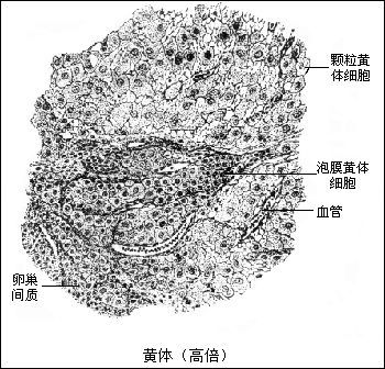 卵巢中取出来的是卵细胞还是卵母细胞