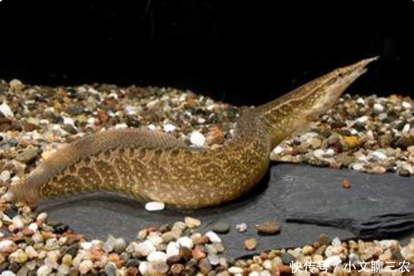 农村这种鱼长像泥鳅,现在很少见了,城里200一