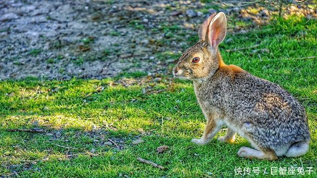 2018年属兔人的桃花运会如何？