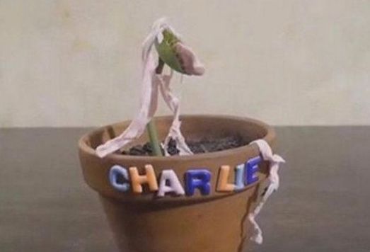 男子喂捕蝇草吃口香糖,结果随后的一幕令人难以置信