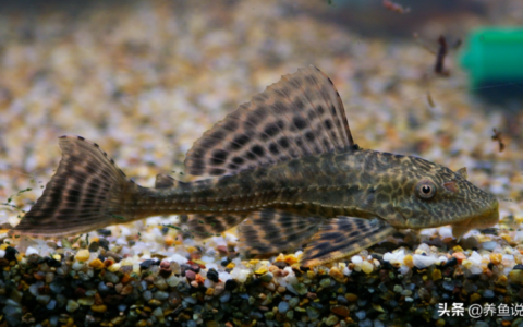 東莞亞克力魚缸（東莞亞克力魚缸廠家）