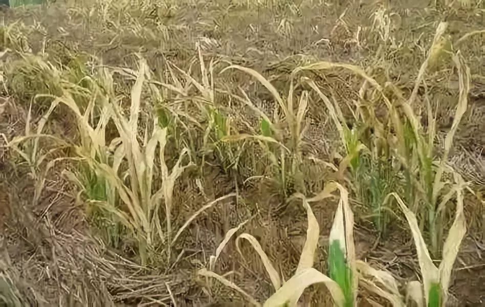 玉米苗出的晚,苗后除草不能再整出药害,伤不起