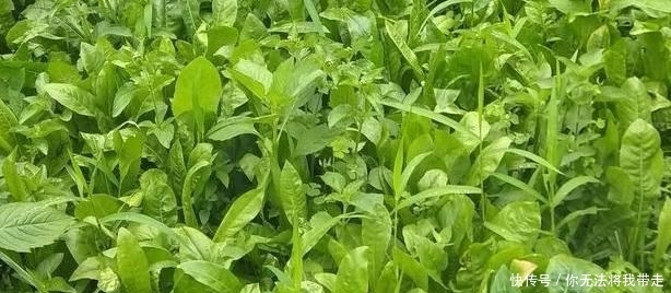 山地出租20元一亩