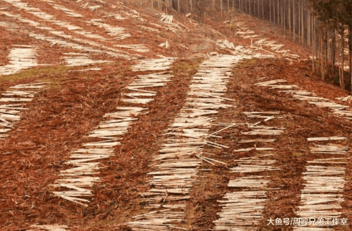 广西种植桉树的人开始强力反驳 利益驱使下速生桉种植达4000万亩