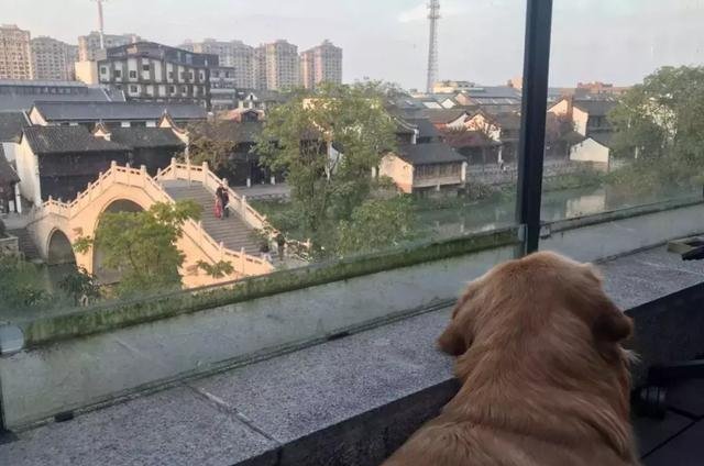 狗的恢复力究竟有多牛X