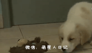 狗狗少了两条腿被人遗弃垃圾桶内,在救助人员帮助下锻炼后腿行走