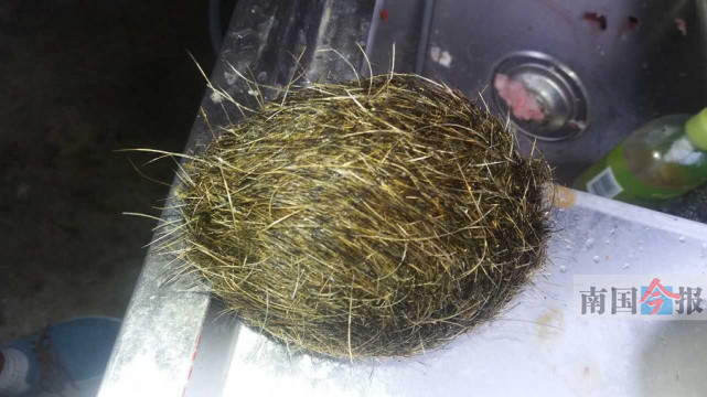 【转】北京时间 男子杀猪剖出大毛球称是千万猪宝 专家:是猪毛 - 妙康居士 - 妙康居士~晴樵雪读的博客 【转】北京时间 男子杀猪剖出大毛球称是千万猪宝 专家:是猪毛 - 妙康居士 - 妙康居士~晴樵雪读的博客