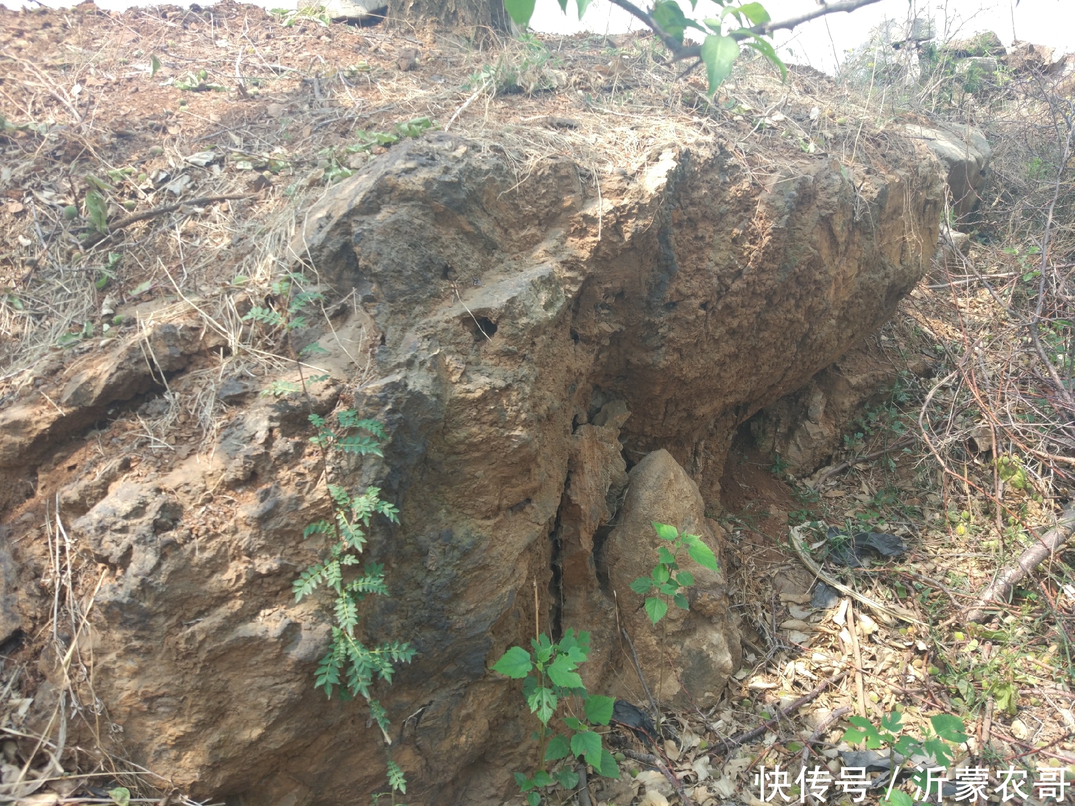 20年前这里开采过铁矿石,现在已经变成果园,结出的水果适合补铁
