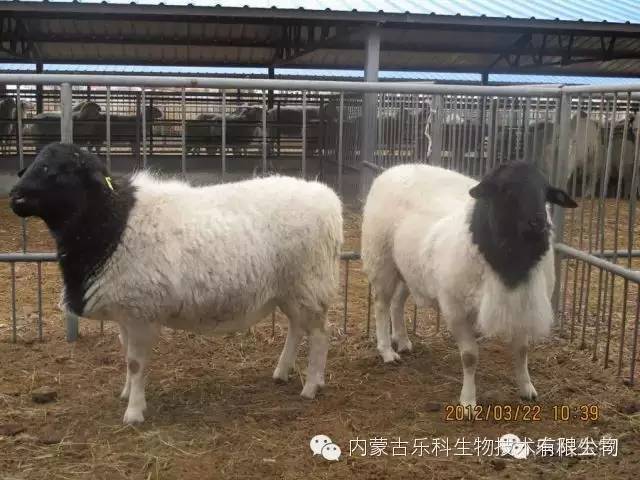 母羊,胚胎及胚胎移植后的妊娠母羊;澳大利亚引进各品种羊,如黑头杜泊