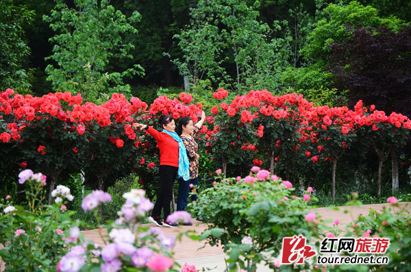 5·1出游计 | 长沙，有条飘满彩色香气的玫瑰花径