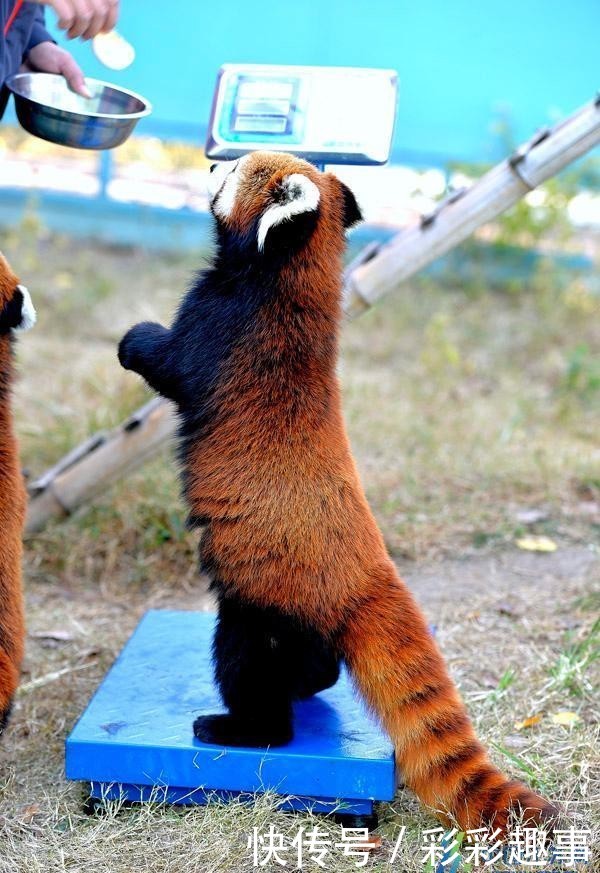 体检需要身份证吗