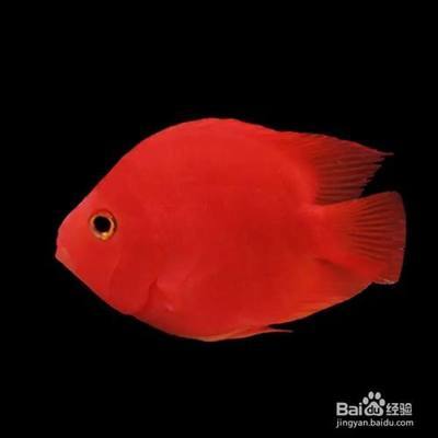 洛阳水族批发市场联系方式电话号码是多少：洛阳水族批发市场联系方式电话号码是多少号