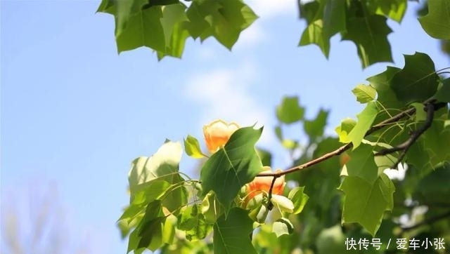 五一北京各景区都人从众?不妨来植物园这条冷