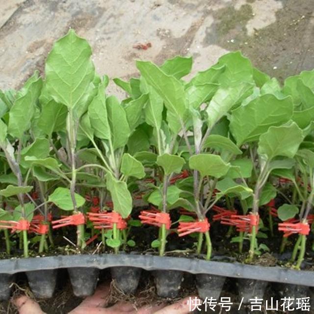 早春茄子嫁接优质高效栽培技术