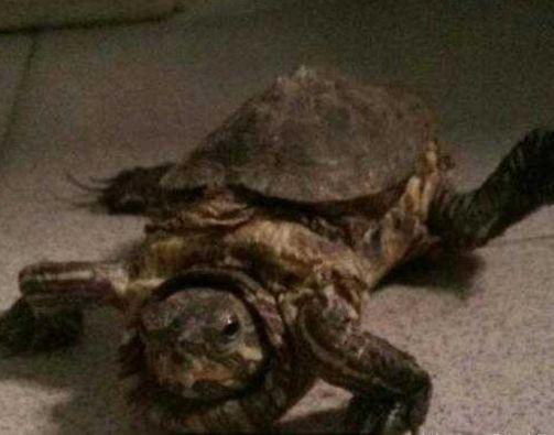 老人去世10年后家人发现他养的乌龟还活着,只